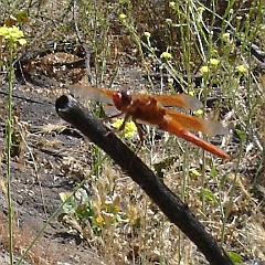 libellula saturata - flame skimmer dragonfly libellula saturata
